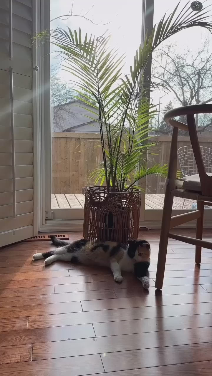 @romalyn.alpaz-TT (1)